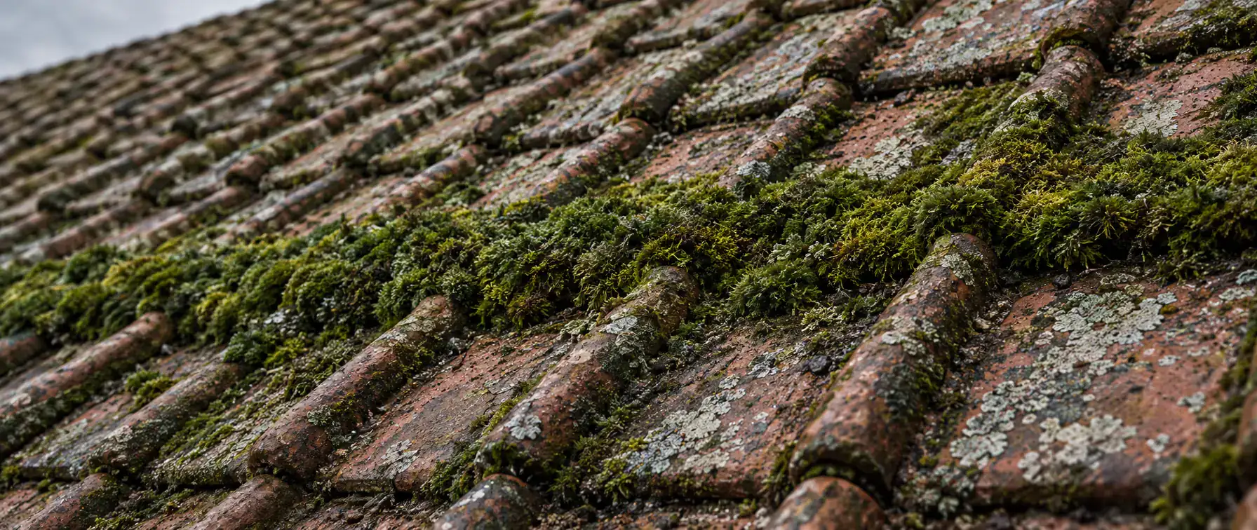 Démoussage de toiture à Gravelines : gros plan de tuiles à emboîtement envahies par la mousse verte et le lichen